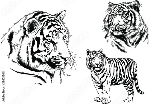 set of vector drawings on the theme of predators tigers are drawn by hand with ink tattoo logos