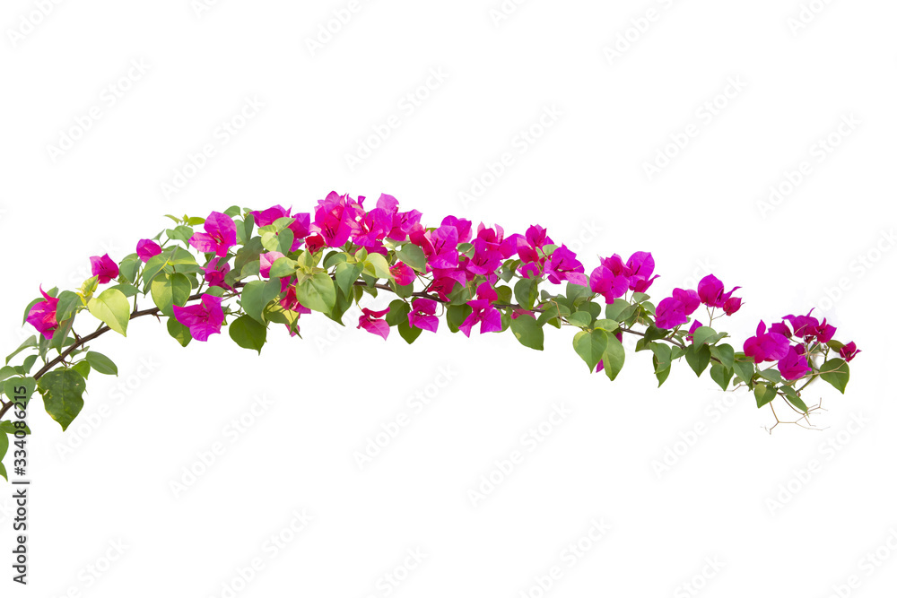 Bougainvilleas isolated on white background. Paper flower . Save with Clipping path . Bougainvilleas isolated on white background. Paper flower . Save with Clipping path .