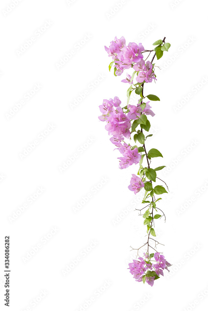 Fototapeta premium Bougainvilleas isolated on white background. Paper flower . Save with Clipping path .