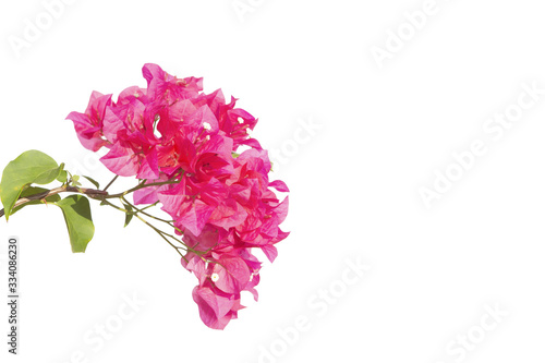 Fototapeta Naklejka Na Ścianę i Meble -  Bougainvilleas isolated on white background. Paper flower .  Save with Clipping path .