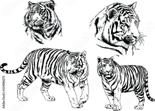 set of vector drawings on the theme of predators tigers are drawn by hand with ink tattoo logos