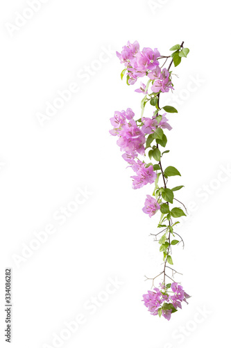 Bougainvilleas isolated on white background. Paper flower . Save with Clipping path .