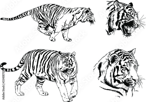 set of vector drawings on the theme of predators tigers are drawn by hand with ink tattoo logos © evgo1977