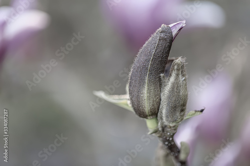 Gray magnolia bud on a branch in springtime. Beautiful spring flowers. Toned image. Copy space.