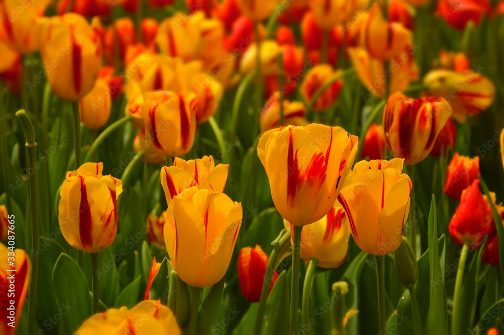 field of red and yellow tulips