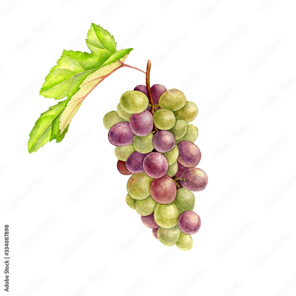 Obraz premium green grape drawing in watercolor