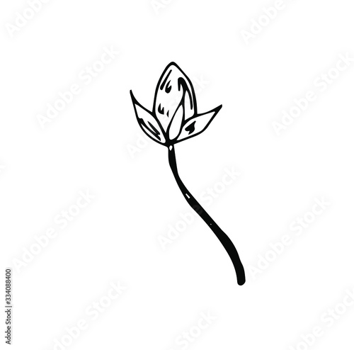 black and white bud rose flower, line art, hand drawn