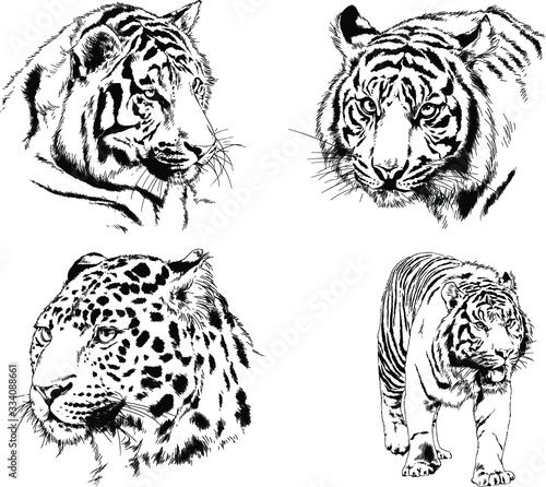 set of vector drawings on the theme of predators tigers are drawn by hand with ink tattoo logos