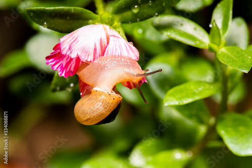 Asian Tramp Snail also known as Bradybaena similaris photo