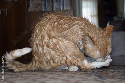 A cat with a red-and-white color, licks wet hair with a long tongue.