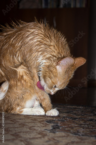 A cat with a red-and-white color, licks wet hair with a long tongue.