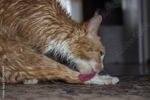 A cat with a red-and-white color, licks wet hair with a long tongue.