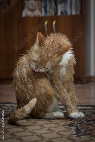 A cat with a red-and-white color, licks wet hair with a long tongue.