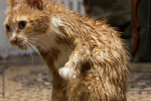 A cat with a red-and-white color, licks wet hair with a long tongue.