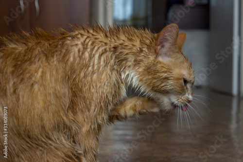A cat with a red-and-white color, licks wet hair with a long tongue.