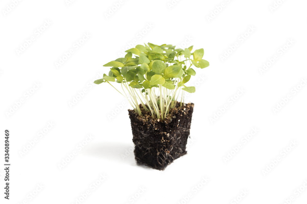 Basil Basil