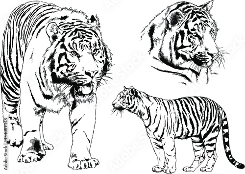 set of vector drawings on the theme of predators tigers are drawn by hand with ink tattoo logos