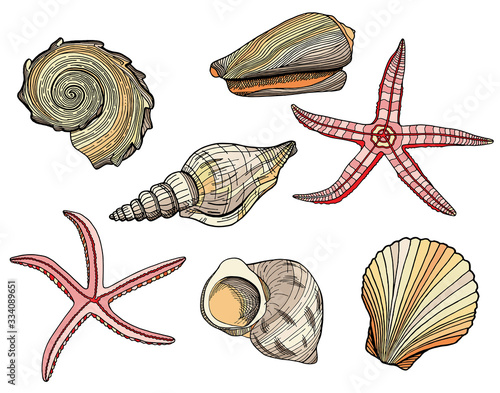Set of colored seashells and starfishes. Hand drawn vector illustration of underwater shells and sea stars. Nautical beige and pink elements isolated on white background for cards, logo, decoration