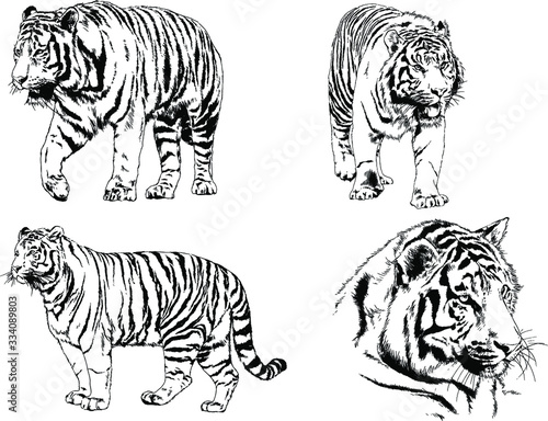 set of vector drawings on the theme of predators tigers are drawn by hand with ink tattoo logos