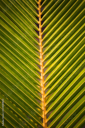 Texture of a tropical green palm leaf. Palm leaf close up