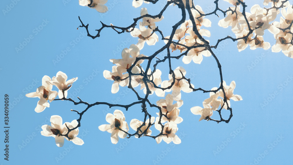 Obraz premium White magnolia flower blooming under blue sky. Spring magnolia flowers. White Magnolia in the wind.White flowers are fairyland