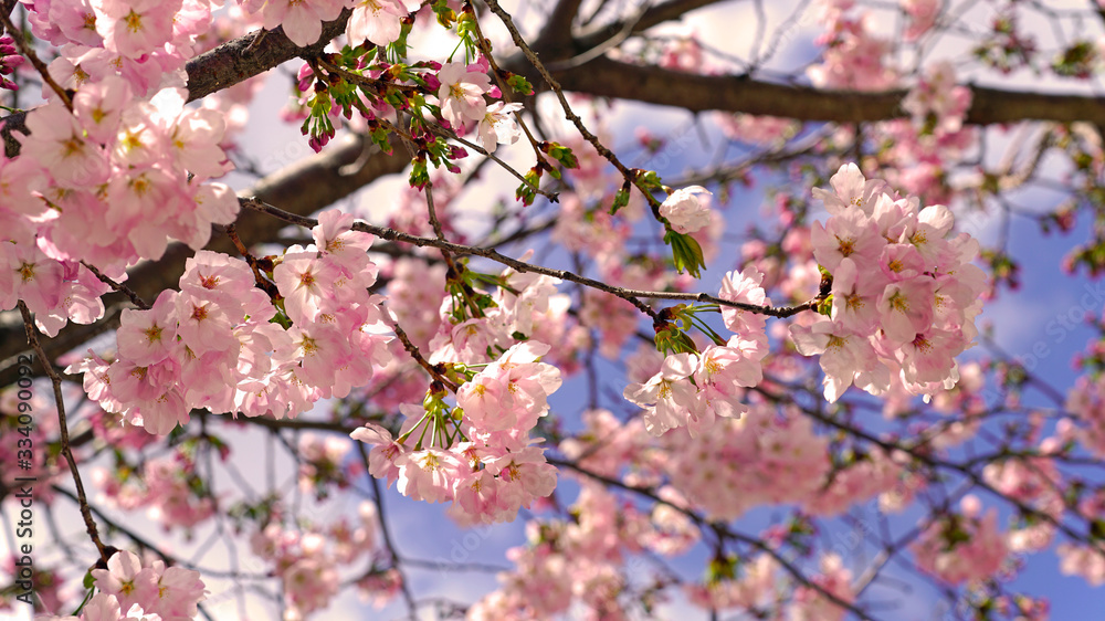 beautiful cherry blossoms at park beautiful cherry blossoms at park