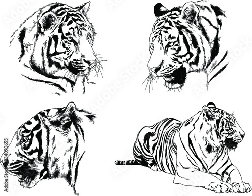 set of vector drawings on the theme of predators tigers are drawn by hand with ink tattoo logos