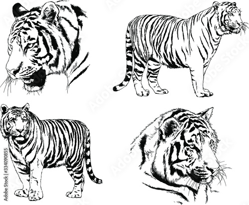 set of vector drawings on the theme of predators tigers are drawn by hand with ink tattoo logos