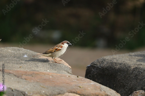 sparrow bird sitting on human's made rock © Dinesh