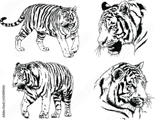 set of vector drawings on the theme of predators tigers are drawn by hand with ink tattoo logos