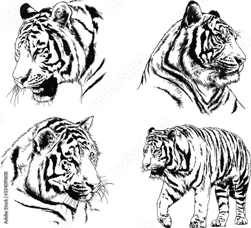 set of vector drawings on the theme of predators tigers are drawn by hand with ink tattoo logos