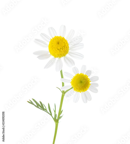 Sprig with two small flowers of Chamomile and isolated on white background. Matricaria Chamomilla. © Antonel