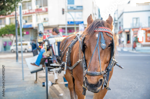 tour of the city on a horse-drawn carriage