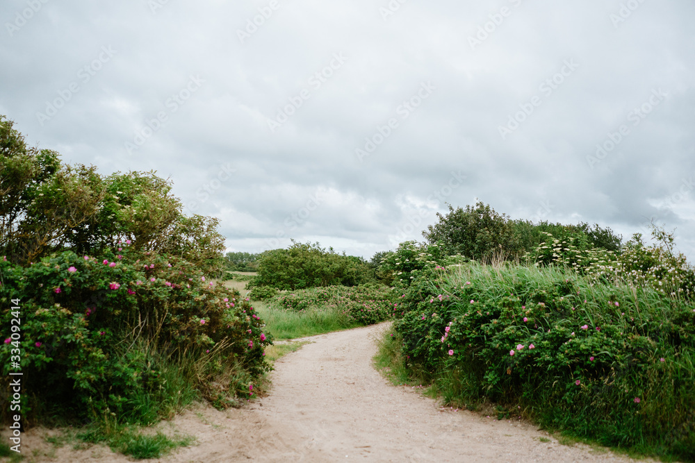 Sandy beach pathway through rose hip flowers on a cloudy day 