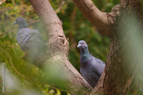 a pigeon sitting on branch of neem tree with selective focus points