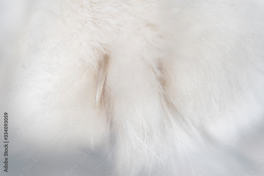 Blurred with a large magnification photo of a cat's paw with hair and a claw Blurred with a large magnification photo of a cat's paw with hair and a claw