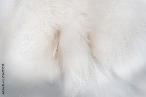 Blurred with a large magnification photo of a cat's paw with hair and a claw