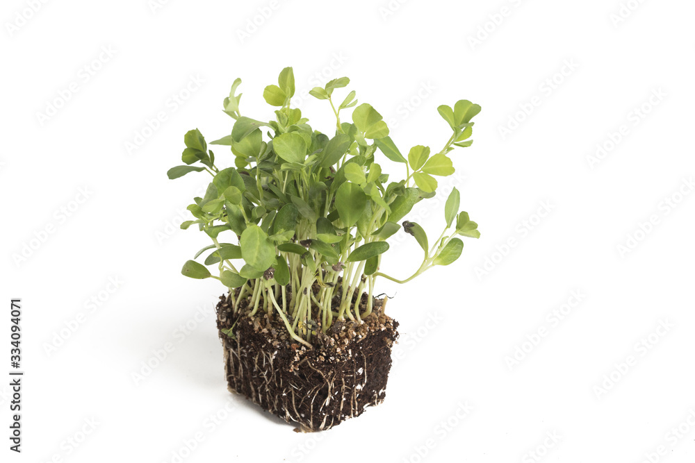 Fenugreek Fenugreek