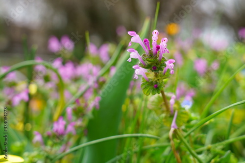 Wallpaper Mural 春の野に咲くホトケノザ Torontodigital.ca