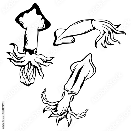 Set of squid. Collection of ocean inhabitants in various poses. Sea monster. Vector illustration for children.