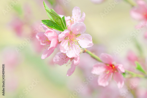 Sakura flowers, pink beautiful peach tree inflorescences. Bright natural background for wallpapers in pink and green bright shades. © Nadzeya Pakhomava