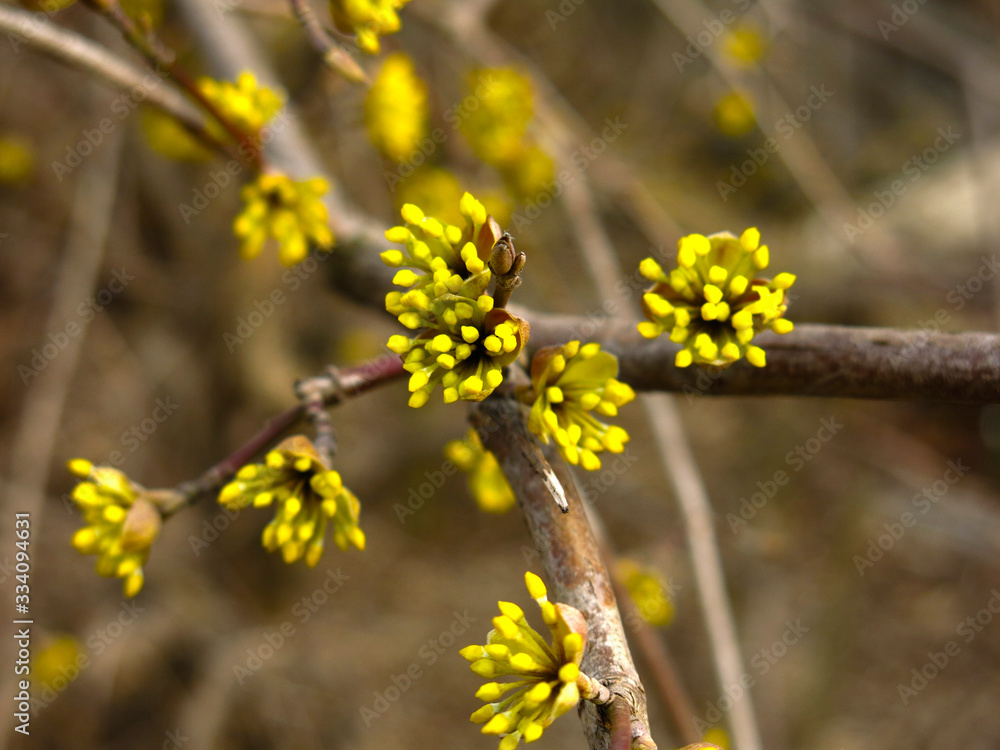 shrub with small yellow flowers in early spring shrub with small yellow flowers in early spring
