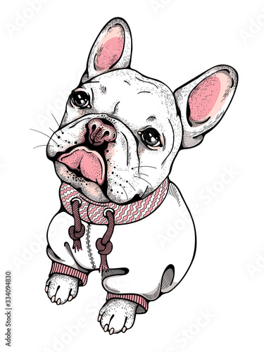 Cute french bulldog . Vector illustration