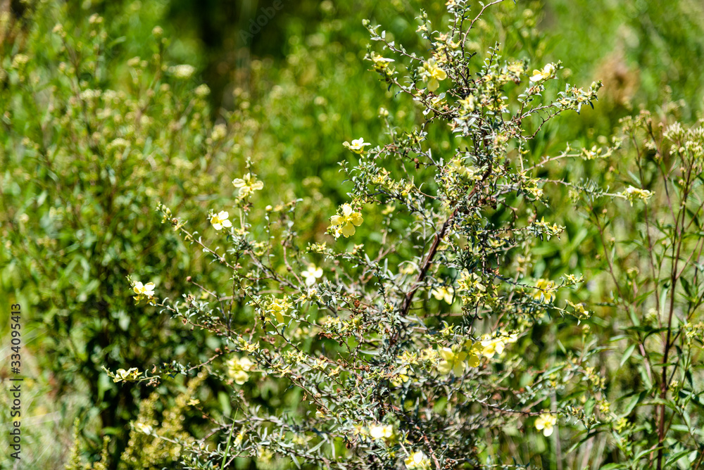 Senecio brasiliensis - Invasive pasture plant in the fields of southern Brazil