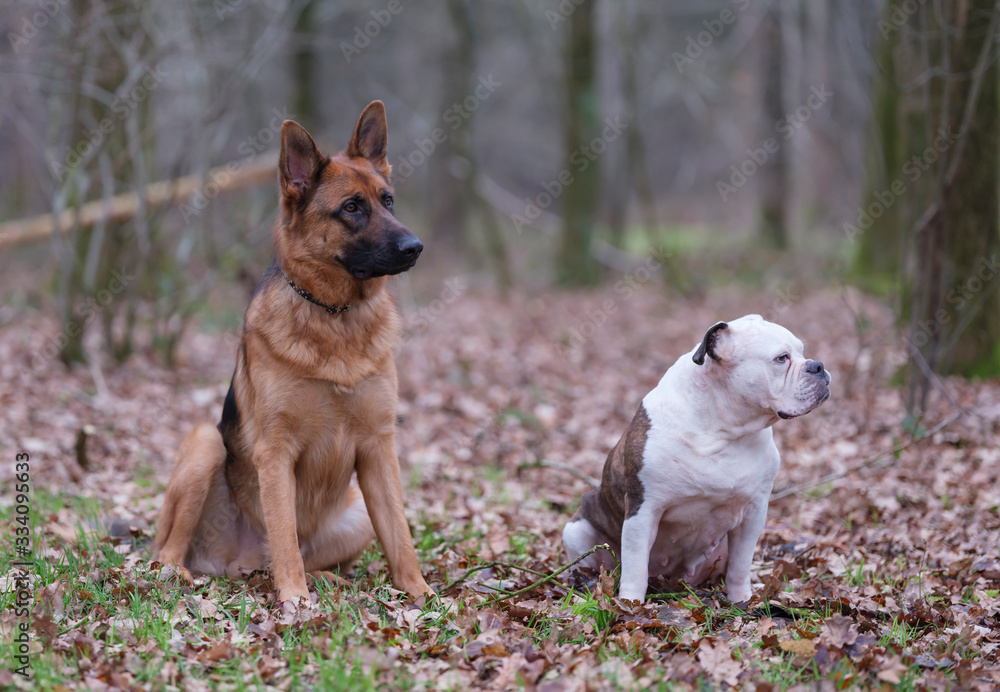 Two dogs siting in the forrest, one German Shepherds and one Englisch buldog, Friesland, Netherlands