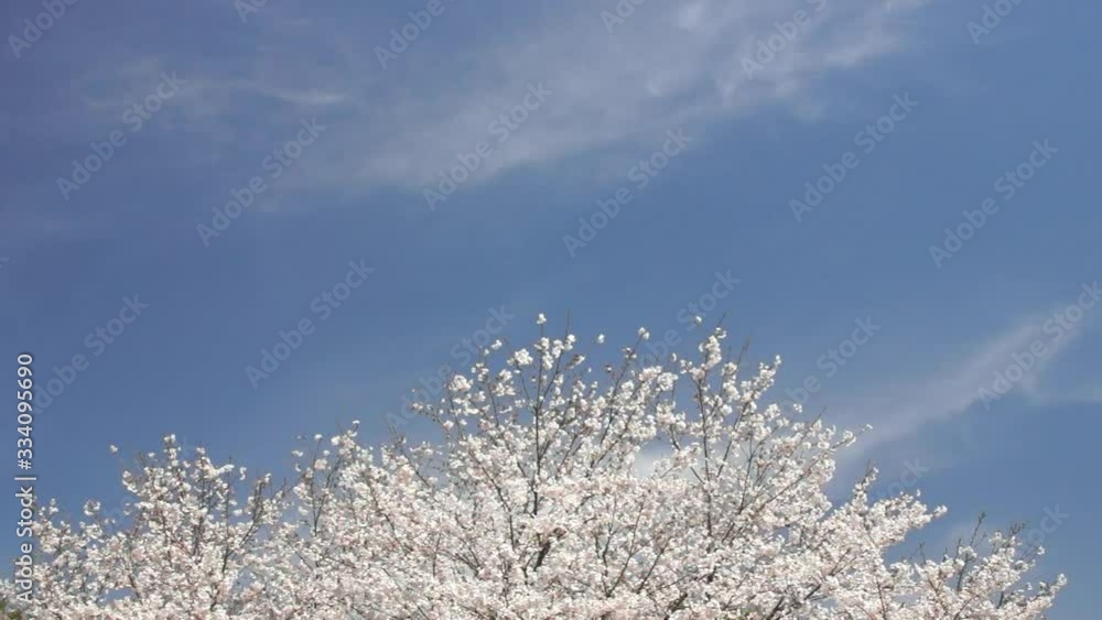 風に揺れる桜 風に揺れる桜