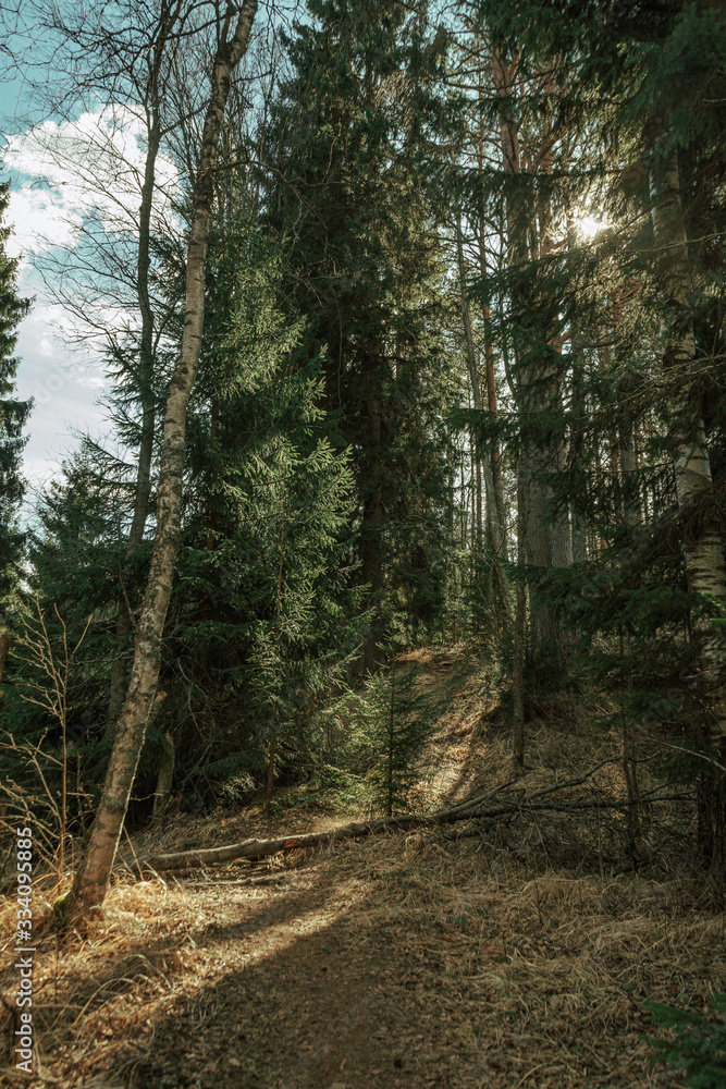 Fototapeta premium Sun rays coming through the fir-tree and pine forest