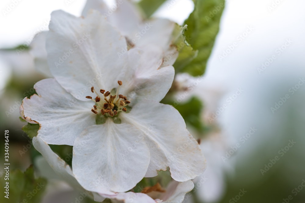 Makro von Apfelblüten Makro von Apfelblüten