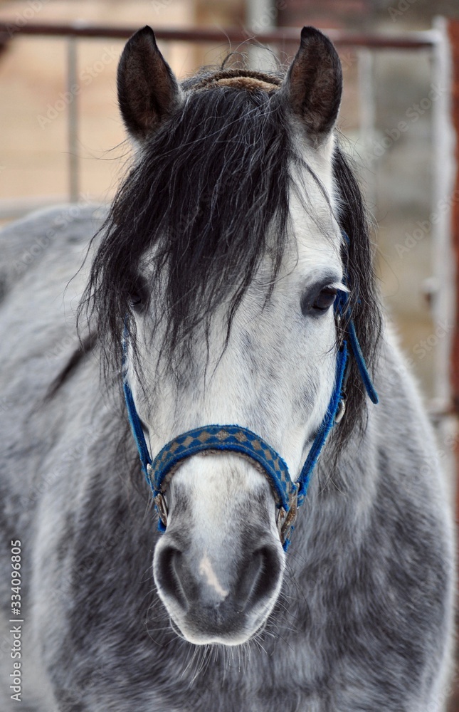 Fototapeta premium Grey horse with a black mane