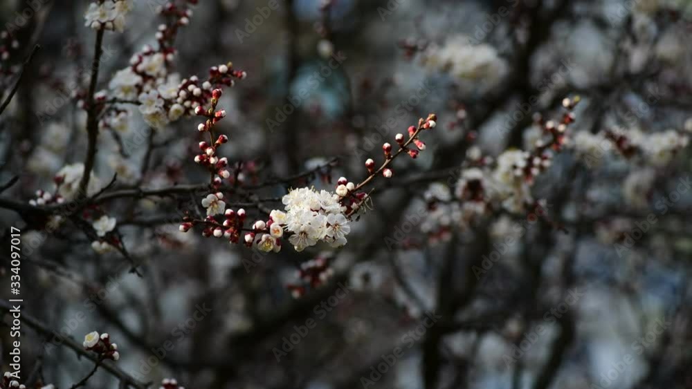 Nice white apricot spring flowers branch macro nature 4k video Nice white apricot spring flowers branch macro nature 4k video